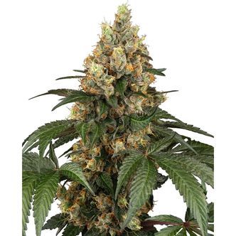 Chocolate Rainbow XXL (Sensi Seeds) feminizovan&aacute;