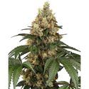 Chocolate Rainbow XXL (Sensi Seeds) feminizovaná