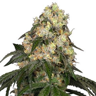 White Biscotti OG XXL (White Label) feminizovan&aacute;