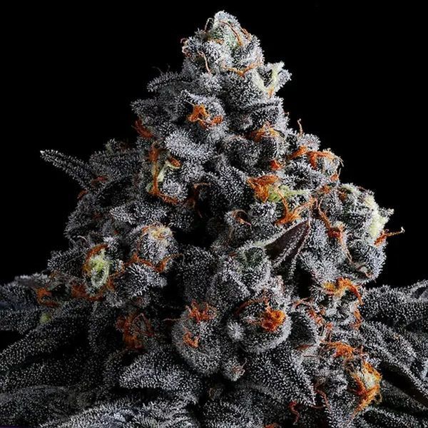 Indigo Sapphire (Anesia Seeds) feminizovaná