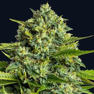 Sticky Boof (Anesia Seeds) feminizovan&aacute;