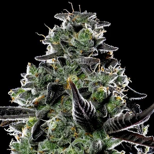 Violet Face Auto (Anesia Seeds) feminizovaná