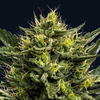 Wham Boom Auto (Anesia Seeds) feminizovan&aacute;