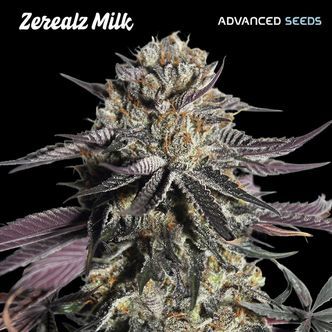 Zerealz Milk (Advanced Seeds) feminizovan&aacute;