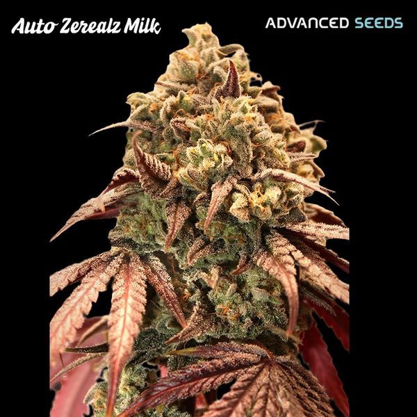 Auto Zerealz Milk (Advanced Seeds) feminizovaná