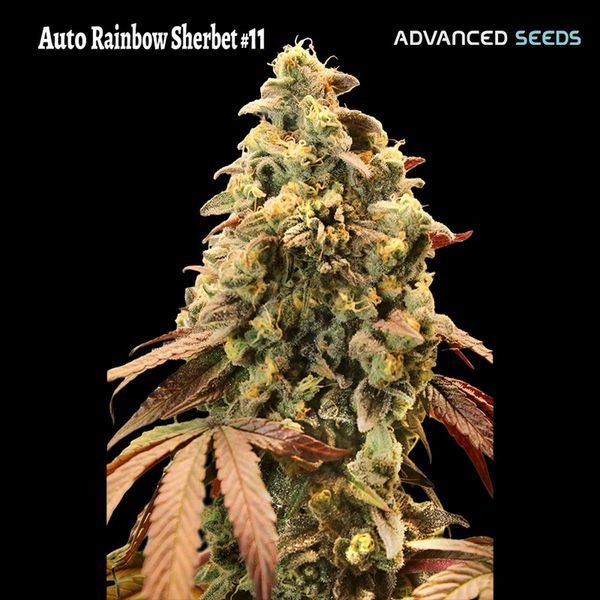 Samonakvétací Rainbow Sherbet 11 (Advanced Seeds) Feminizovaná
