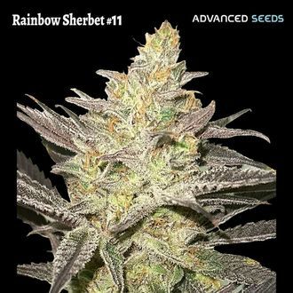 Rainbow Sherbet #11 (Advanced Seeds) feminizovan&aacute;