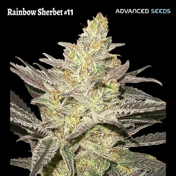 Rainbow Sherbet #11 (Advanced Seeds) feminizovaná