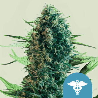 Royal Medic (Royal Queen Seeds) feminizovaná