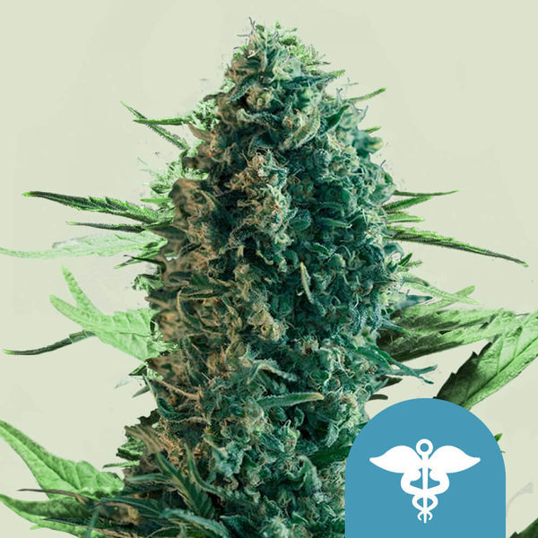 Royal Medic (Royal Queen Seeds) feminizovaná