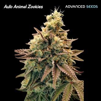 Auto Animal Zookies (Advanced Seeds) feminizovan&aacute;