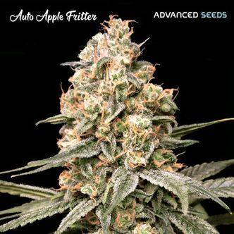 Auto Apple Fritter (Advanced Seeds) feminizovan&aacute;