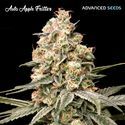 Auto Apple Fritter (Advanced Seeds) feminizovaná