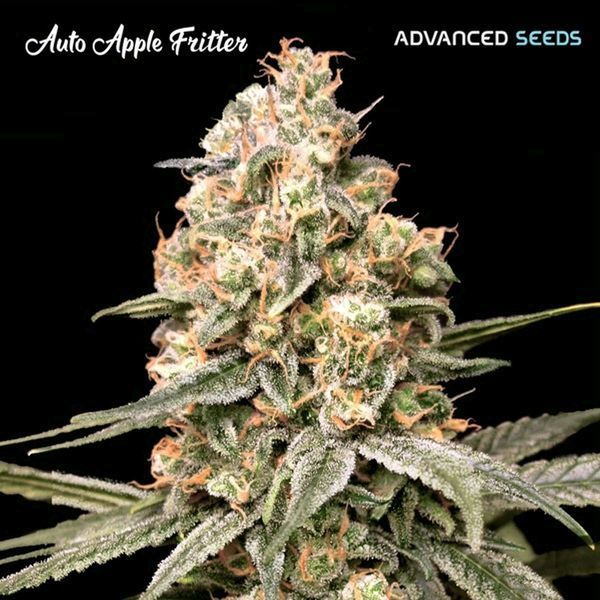 Auto Apple Fritter (Advanced Seeds) feminizovaná