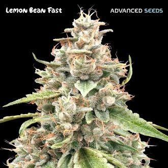 Lemon Bean Fast (Advanced Seeds) feminizovan&aacute;
