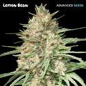 Lemon Bean (Advanced Seeds) feminizovaná