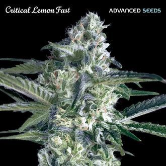Critical Lemon Fast (Advanced Seeds) feminizovan&aacute;