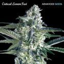 Critical Lemon Fast (Advanced Seeds) feminizovaná
