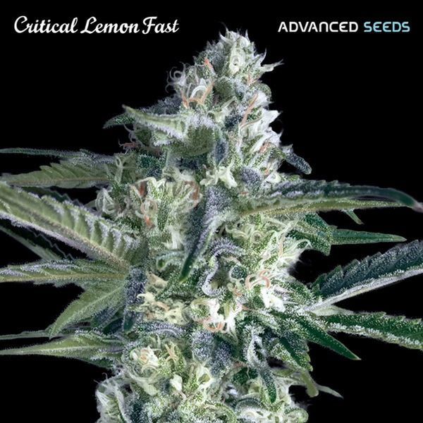 Critical Lemon Fast (Advanced Seeds) feminizovaná