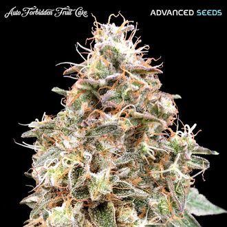 Auto Forbidden Fruit Cake (Advanced Seeds) feminizovan&aacute;