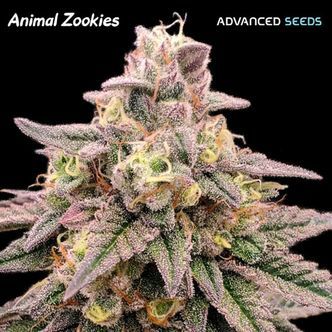 Animal Zookies (Advanced Seeds) feminizovan&aacute;