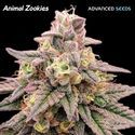 Animal Zookies (Advanced Seeds) feminizovaná