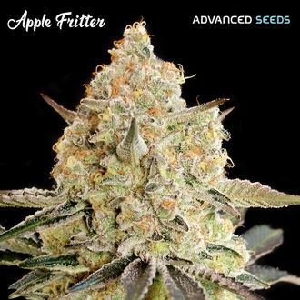 Apple Fritter (Advanced Seeds) feminizovan&eacute;