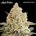 Apple Fritter (Advanced Seeds) feminizované
