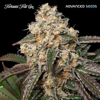 Forbidden Fruit Cake (Advanced Seeds) feminizovan&aacute;