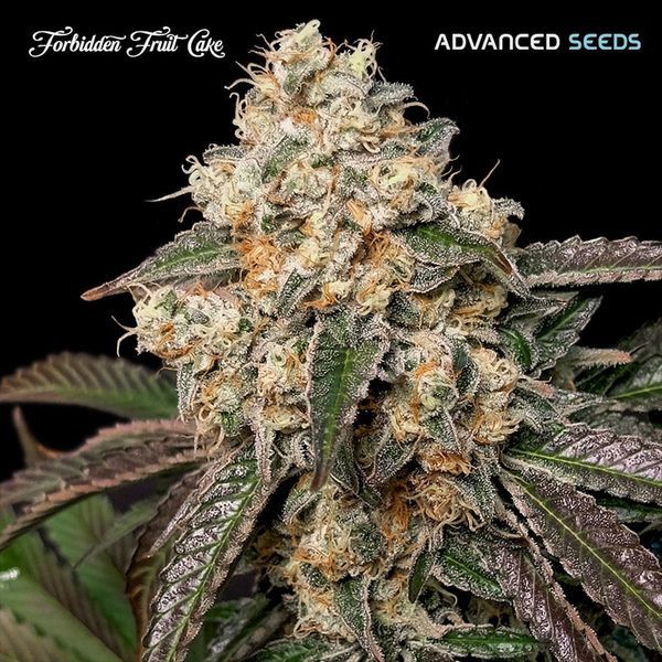 Forbidden Fruit Cake (Advanced Seeds) feminizovaná