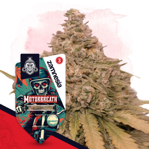 Full Throttle Pack – feminizované odrůdy