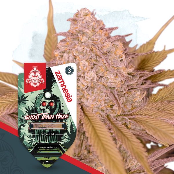 Full Throttle Pack – feminizované odrůdy