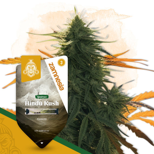 Landrace Pack – feminizované odrůdy