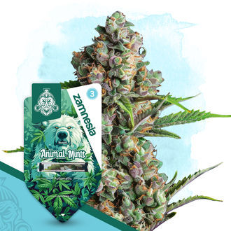 Balíček Wild Things – samonakvétací odrůdy