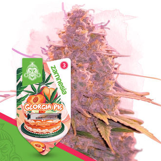 Desserts Pack – samonakvétací odrůdy