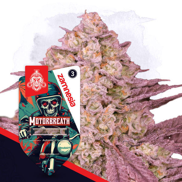 Full Throttle Pack - samonakvétací odrůdy