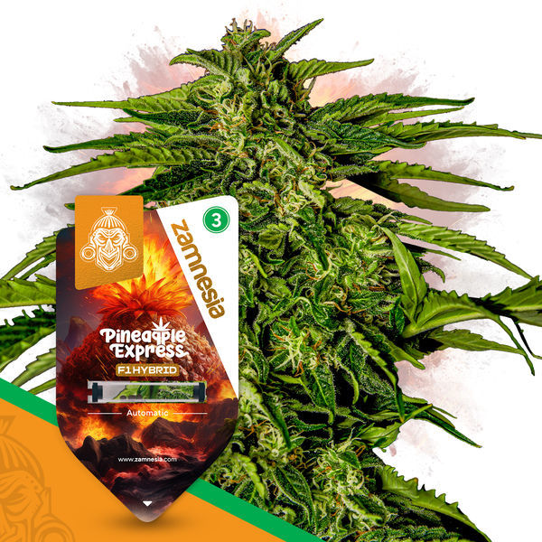 Super THC balíček – F1 hybridní semena