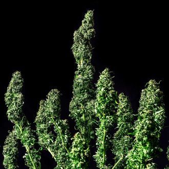 Moby Dick (Kannabia) feminizovaná