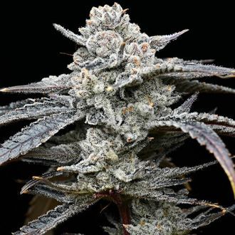 Lemon Cherry Gelato (Barney's Farm x Backpackboyz) feminizovaná