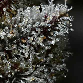 Lemon Cherry Gelato (Barney's Farm x Backpackboyz) feminizovaná