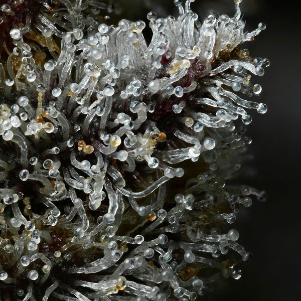 Lemon Cherry Gelato (Barney's Farm x Backpackboyz) feminizovaná