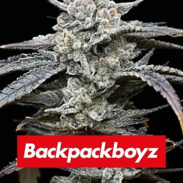 Lemon Cherry Gelato (Barney's Farm x Backpackboyz) feminizovaná