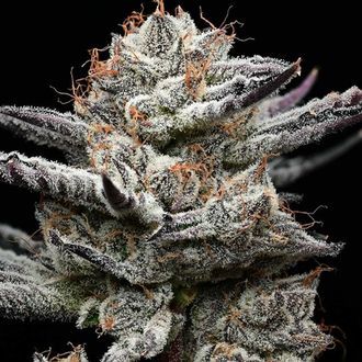 Black Cherry Gushers (Barney's Farm x Backpackboyz) feminizovaná