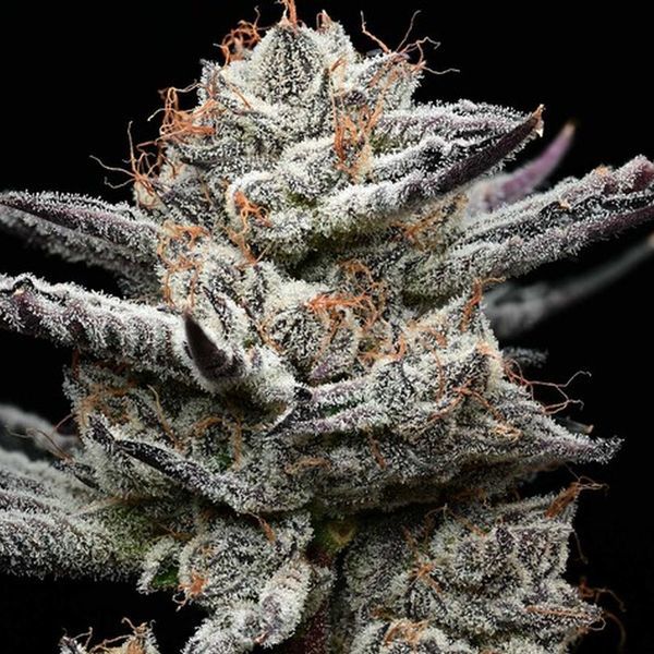 Black Cherry Gushers (Barney's Farm x Backpackboyz) feminizovaná