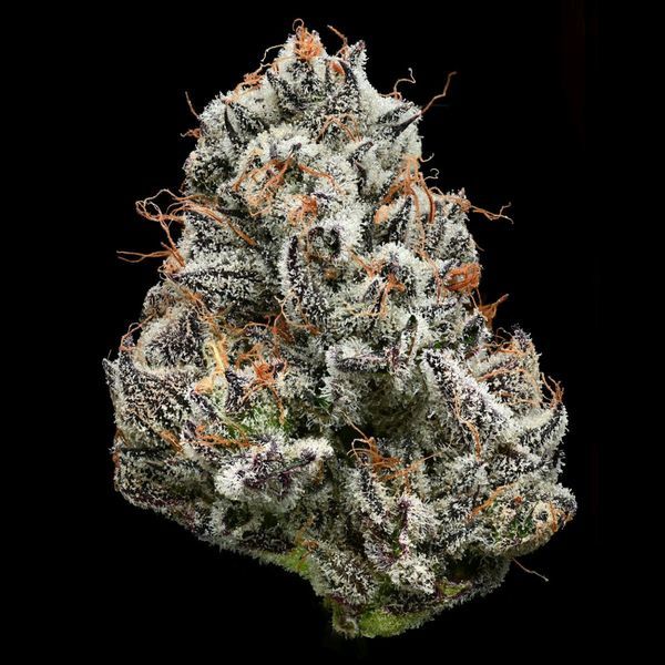 Black Cherry Gushers (Barney's Farm x Backpackboyz) feminizovaná