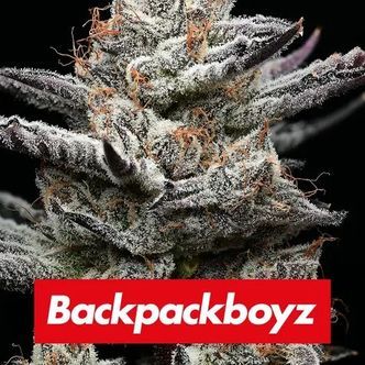Black Cherry Gushers (Barney's Farm x Backpackboyz) feminizovan&aacute;
