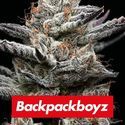 Black Cherry Gushers (Barney's Farm x Backpackboyz) feminizovaná