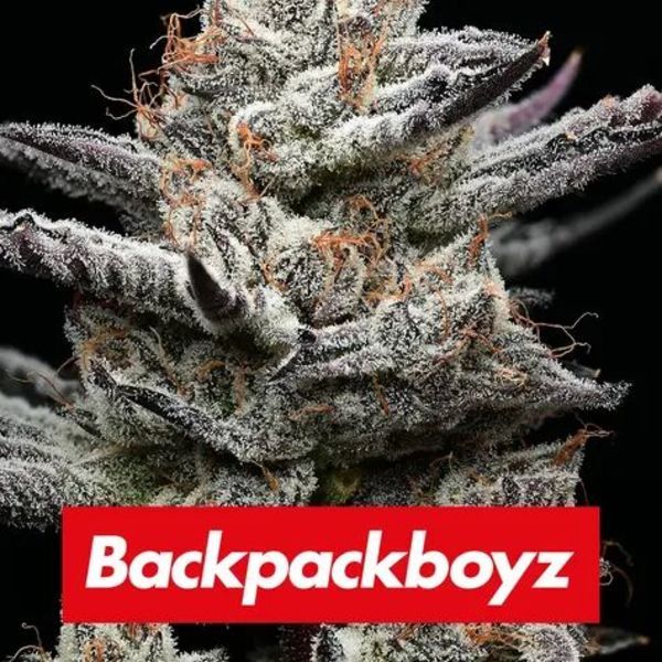 Black Cherry Gushers (Barney's Farm x Backpackboyz) feminizovaná