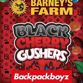 Black Cherry Gushers (Barney's Farm x Backpackboyz) feminizovaná