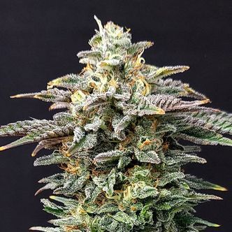 Cherry Dream (Kannabia) feminizovan&aacute;